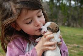 Check spelling or type a new query. Jack Russell Terriers And Children Happy Jack Russell