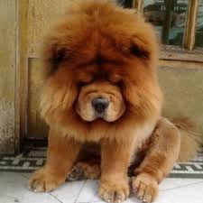 Chow Chow Puppy I Want One Under My Tree This Christmas With A Bow On It In A Basket Hint Hint Jesse Chow Chow Puppy Baby Dogs Cute Animals