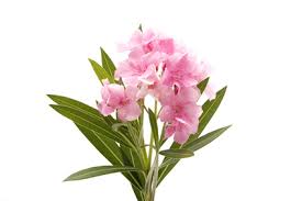 Wann könnte ich ihn schneiden? Oleander Jetzt Schneiden Der Gartenkalender Von Floristik24