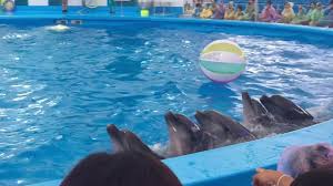 dolphin show pattaya ราคา 2017