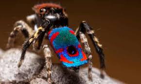 As spiders go, the brazilian jewel tarantula, or typhochlaena seladonia, is one of the prettier arachnids out there, with its colourful body and iridescent legs. The Ultimate Lovely Legs Competition The World S Nine Most Beautiful Spiders Spiders The Guardian