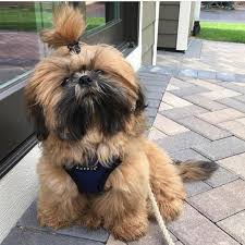 Beckett The Shih Tzu Barks4beckett Man Bun Shihtzu Shihtzu Puppy Golden Shihtzu Puppy Hypoallergenic Dog Dog Grooming Styles Shih Tzu Grooming Shih Tzu