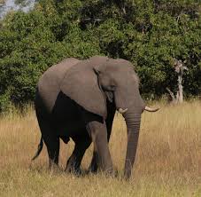 Check spelling or type a new query. Botsuana Mysterioses Massensterben Von Elefanten Im Okavango Delta Welt