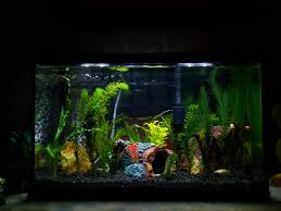 So i decided last week to try seven neon tetras in with my male betta in his 12g edge. My First 10 Gallon Tank 3 Black Neon Tetras And A Female Betta Question In Chat Aquariums