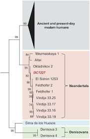 Check spelling or type a new query. Identification Of A New Hominin Bone From Denisova Cave Siberia Using Collagen Fingerprinting And Mitochondrial Dna Analysis Scientific Reports