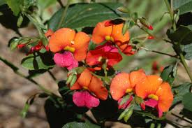 Image result for Eriosema cordatum