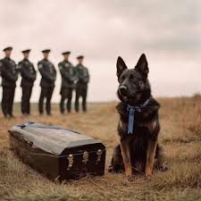 Dog refuses to leave downed soldier