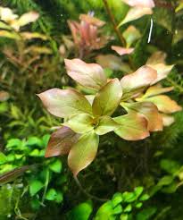 Image result for Ludwigia