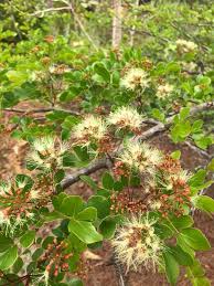 Image result for Cathormion