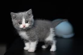 A kitten is a big responsibility, so you cant just expect it to take care of itself. How Often Should A 4 Week Old Kitten Poop Born For Pets
