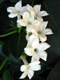 Check out the best smelling flowers in the world. Pin On Stop And Smell The Pretty Flowers