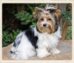 Biewer Terrier Eljemelo Yorkies Biewer Terriers We Breed Um Coz We Luv Um Lynnwood Pretoria Biewer Yorkie Terrier Dog Breeds Silky Terrier