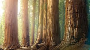 Estimating A Trees Age Without Cutting The Tree