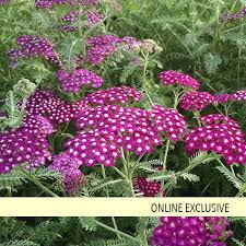New Vintage Violet Yarrow Achillea Millefolium Yarrow Plant Flower Garden Flower Landscape