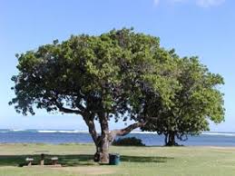 Image result for Thespesia populneoides