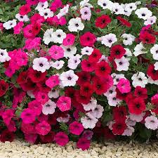 Provides ground cover for trimming walks and beds. Petunia Tidal Wave F1 Mixed Pelleted Seeds Grass Seed Wildflower Seed