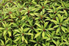 Image result for Impatiens lutzmanniae