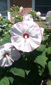 Maybe you would like to learn more about one of these? Huge Hibiscus Flower About The Size Of A Paper Plate Hibiscus Flowers Hibiscus Plants