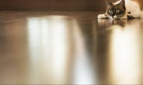 鉛筆汚れ落とし方カーペット 犬 フローリング 床 ワックス 定規