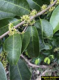 Image result for Drypetes