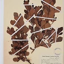 Image result for Searsia lucida