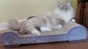 Lynx Point Ragdoll Cats - RAGDOLL CATS RAGDOLL KITTENS FOR ...