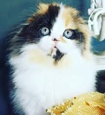 Calico Cat: Personality, Colours, Price, Pictures