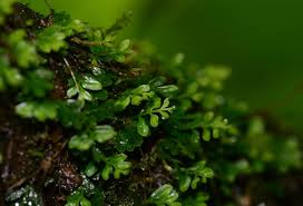 Image result for Asplenium hypomelas
