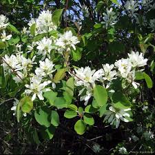 Maybe you would like to learn more about one of these? Serviceberry Also Known As Saskatoon Native Garden Garden Trees Native Plants