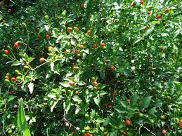Maybe you would like to learn more about one of these? Original Chile Pequin Jelly Recipe Texas Jelly Making