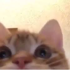 Do You Have Games On Your Phone Ocharovatelnye Kotyata Zabavnye Zveryushki Kotyata