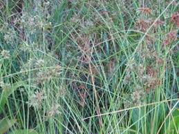 Image result for Cyperus tenax