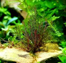 Image result for Podostemaceae