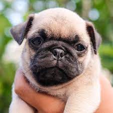 From doug the pug to pug memes, the pug has gained popularity in recent years. 1 Pug Puppies For Sale In San Francisco Ca Uptown