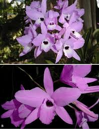 Brighten someone's day with beautiful flowers, personalized gifts & more. Laelia Rubescens Fo Penducularis A Plant With Flowers In Habitat Download Scientific Diagram
