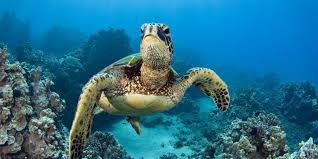 Hawksbill sea turtle distribution, habitat, and ecology. Sea Turtle Survey Shows The Endangered Animals Are Making A Comeback