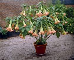 Pin On Container Flowers For Hummingbirds