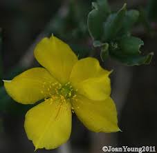 Image result for Talinum crispatulum