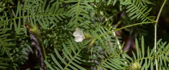 Image result for Xenostegia pinnata