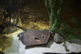 Image result for Stingray
