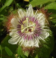 Image result for Passiflora foetida