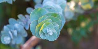 Dec 15, 2018 · freezing temperatures over an extended period of days can damage or kill a eucalyptus silver dollar plant. How To Grow Eucalyptus Plants Growing Eucalyptus From Seeds