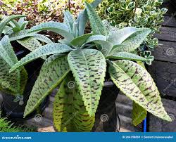 Image result for Kalanchoe gastonis-bonnieri