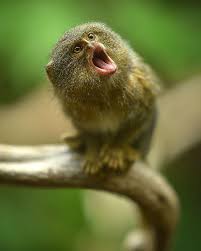 Pygmy Marmoset Pygmy Marmoset Nature Animals Pet Birds