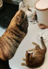 Their neat little pads are so adorable in fact, that they've even inspired a quirky household. Dad Buys Socks That Look Like Cat Paws His Daughter Shares Cats Priceless Reaction In A Viral Tweet Bored Panda