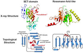 Chemical And Biochemical Perspectives Of Protein Lysine Methylation Abstract Europe Pmc