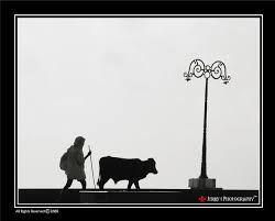 En la historia macroeconómica del perú, las épocas de vacas gordas, es decir, los auges más o menos prolongados, son también épocas de precios altos de las materias primas que exportamos; Jose Y Las Vacas Flacas Una Parabola Para America Latina Y El Caribe Ideas Que Cuentan