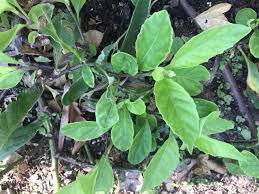 Image result for Pentarrhinum insipidum