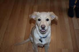 Marley met the lads at Daisy Nook today for the first time. 😂