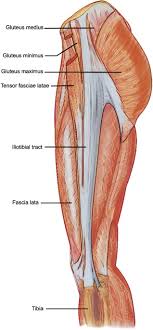 This can happen if it undergoes repeated a problem with the gluteus medius muscle can lead to pain near the iliac crest. Gluteus Maximus Muscle An Overview Sciencedirect Topics